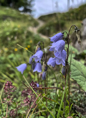 Glockenblumen