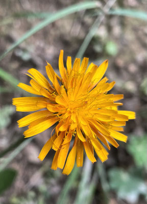 Sommerblumen