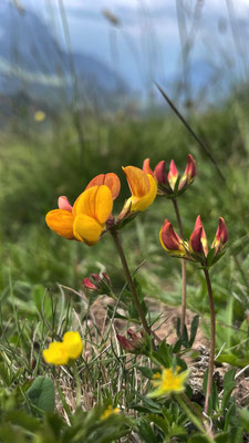 Blumen am Gipfel