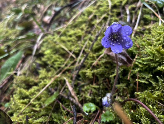 Leberblümchen