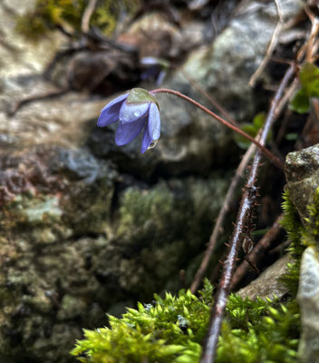 Leberblümchen