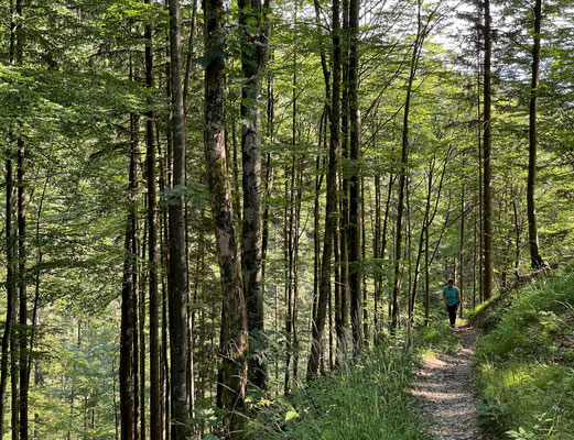 Aufstieg im Bergwald Richtung Wuhrsteinalm