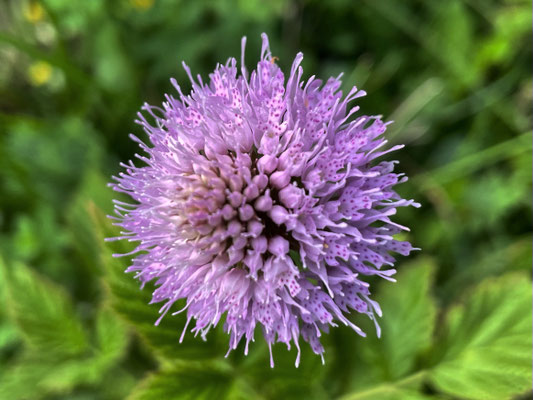 Sommerblumen