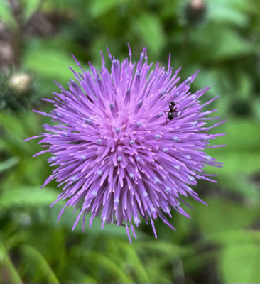 Sommerblumen