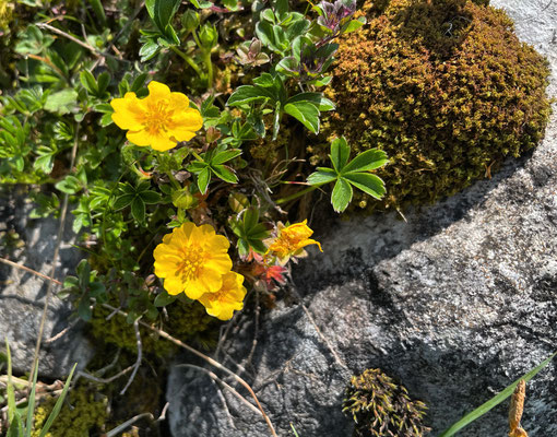 Sommerblumen
