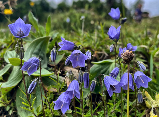 Glockenblumen