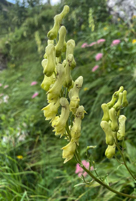 Sommerblumen