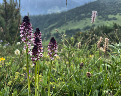 Sommerblumen