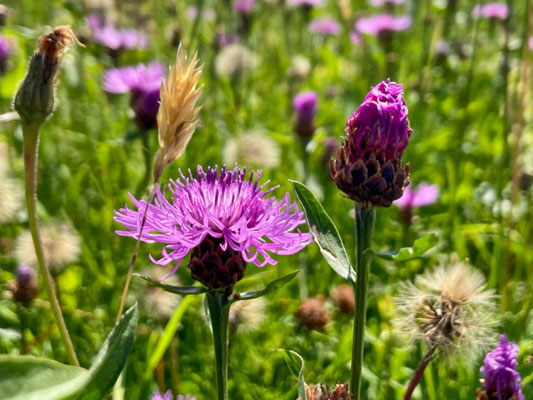 Sommerblumen