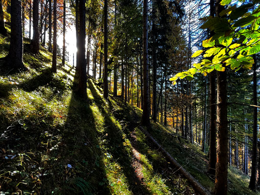 Im herbstlichen Bergwald