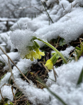 Schlüsselblumen