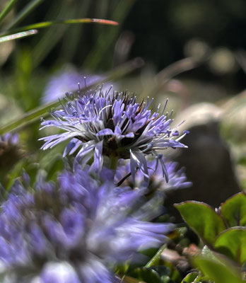 Herzblättrige Kugelblume