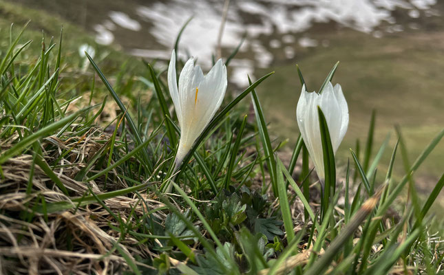 Krokus