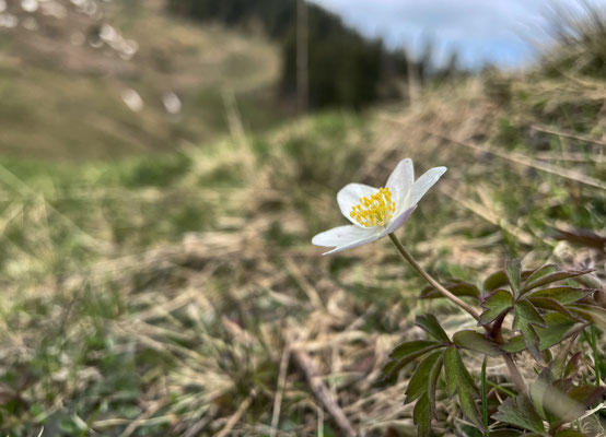Frühlingsblumen