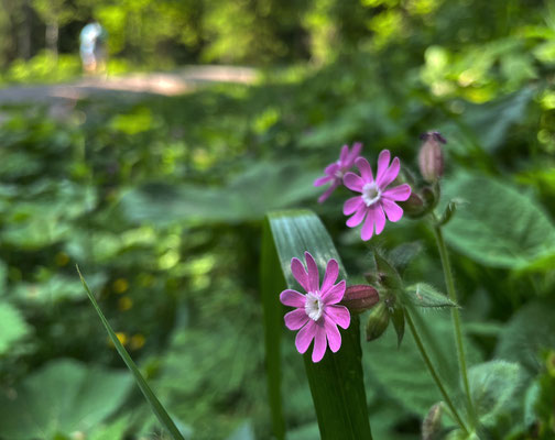 Sommerblumen