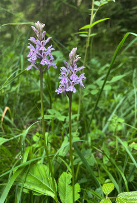 Sommerblumen in Walchsee
