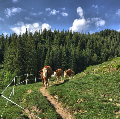 Tierische Begleitung auf dem Weg zur Priener Hütte