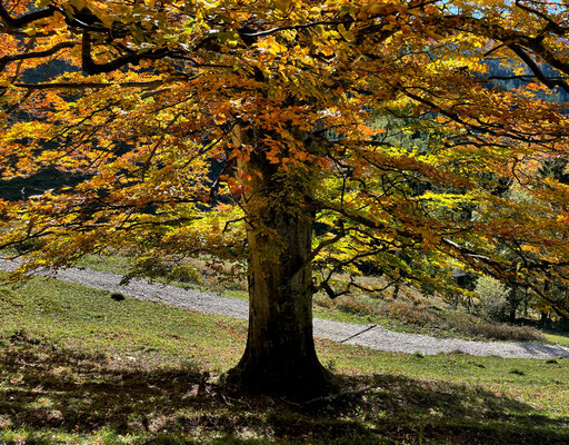 Herbstliche Blätterpracht