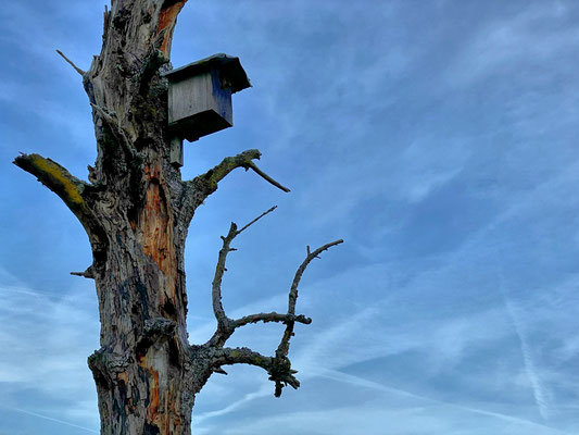 Vogelhäuschen an einem abgestorbenen Baumstamm