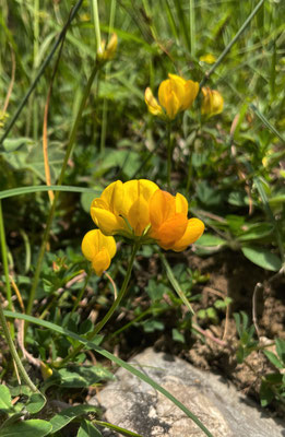 Sommerblumen