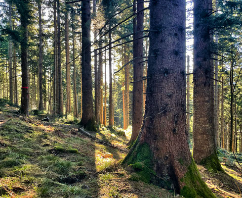 Durch den Bergwald bergauf