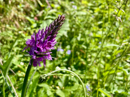 Sommerblumen