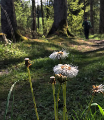Waldweg