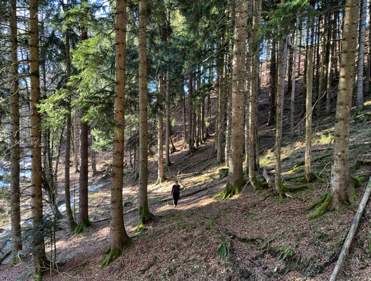 Durch den Bergwald bergauf