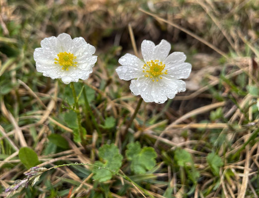 Frühlingsblumen