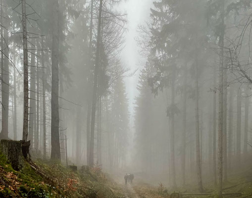 Im Nebel durch den Bergwald