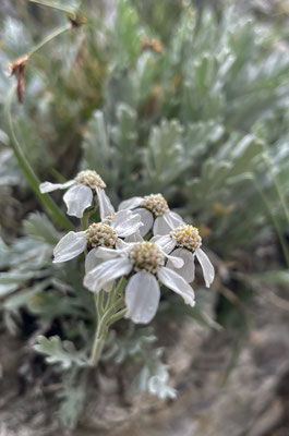 Sommerblumen