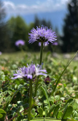 Sommerblumen