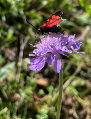 Tauben-Skabiose mit Schmetterling