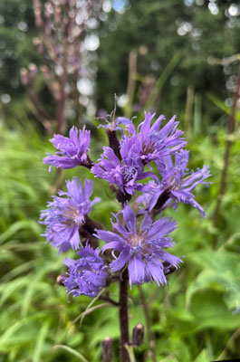 Sommerblumen