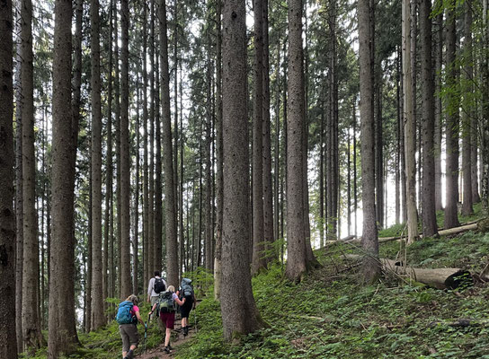 Aufstieg durch den Bergwald