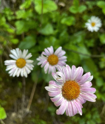 Alpenmaßlieb