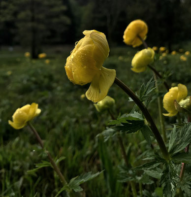 Trollblumen