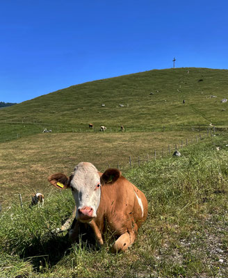 Kuh unter dem Schachenberg