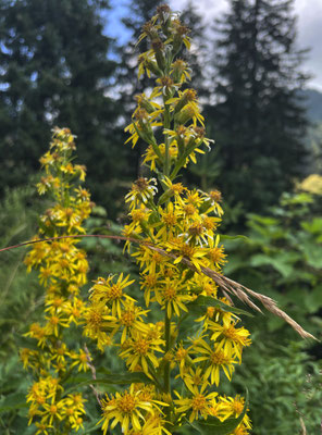 Sommerblumen