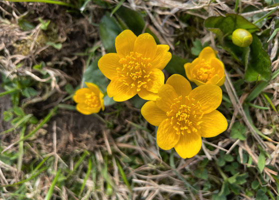 Sumpf-Dotterblumen