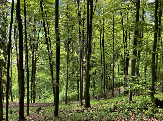 Abstieg nach Hohenaschau