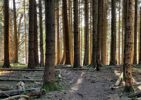 Sonnenstrahlen im Nadelwald