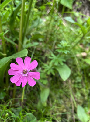 Sommerblumen