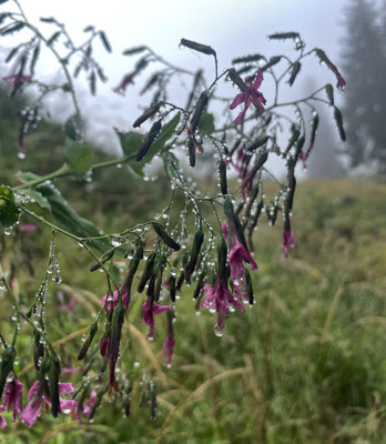 Blumen und Tautropfen am Dalsen-Sattel