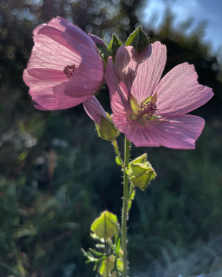 Blumen im Spätsommer