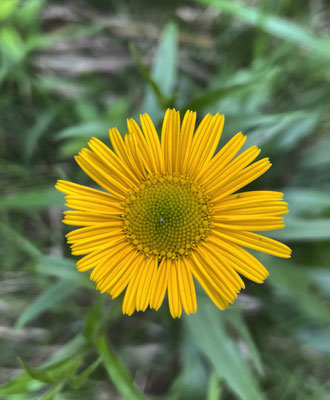 Sommerblumen in Walchsee