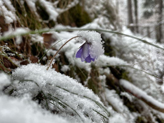 Leberblümchen