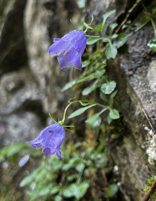 Glockenblumen