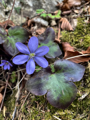 Leberblümchen
