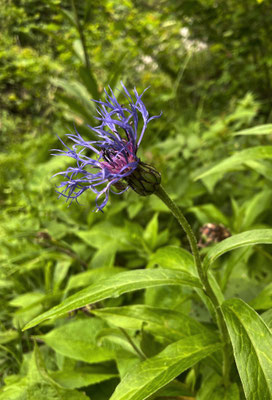 Blumen im Bergwald